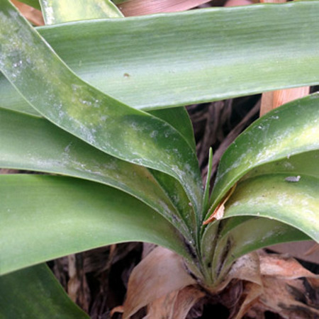 Mealybug damage on agapanthus (note the white residue and distortion in the leaf)