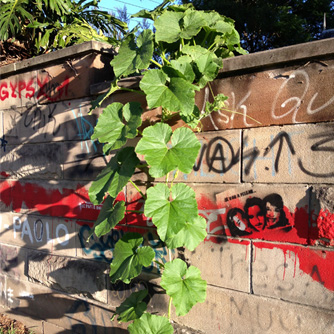 Pumpkin vines can be trained along fences rather just escaping :)