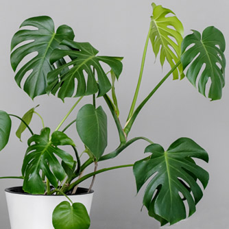 The large growing Monstera deliciosa