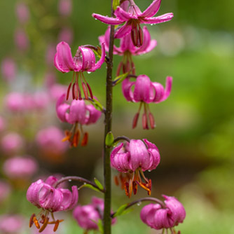 The distinctive Turk's cap lily