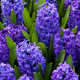 Hyacinths are also strongly perfumed
