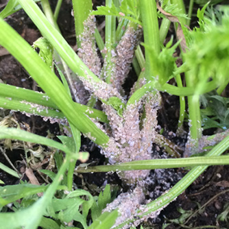 Aphids attacking the base of carrots