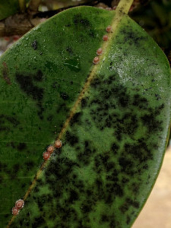 Scale on fig leaf with sooty mould