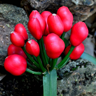 Clivia seed heads will often turn bright red