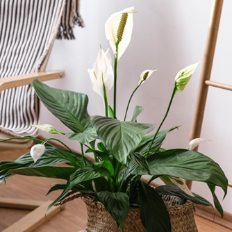 Peace lilies are popular elegant indoor plants