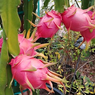The incredible looking dragon fruit!