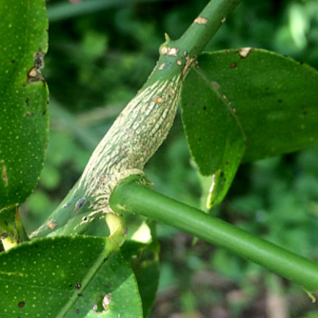 Young citrus gall earlier in the season