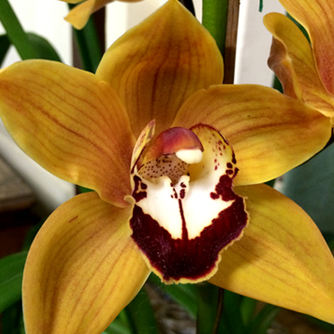 Unusual coppery yellow cymbidium flower