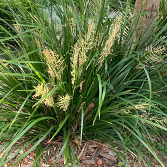 The unmissable flower spikes of lomandra 'Katie Belles' (image credit - Ozbreed)