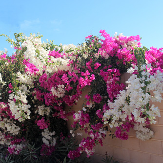 Plant two different coloured bougainvilleas together for eye catching contrast