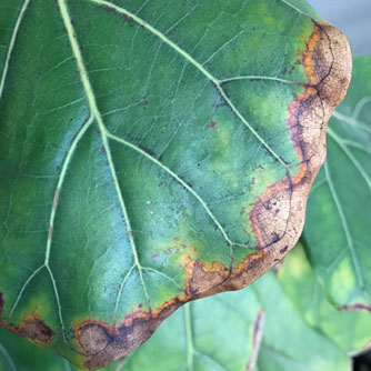 Brown leaf edges due to lack of water