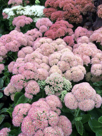 Mass planting of flowering sedums in the Abcendere garden by Landscape Lab