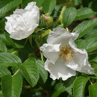 White rugosa rose with distinctive crinkled foliage
