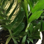 Zamioculcas (aka as Zanzibar Gem)