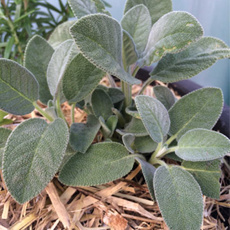 Sage with sugarcane mulch