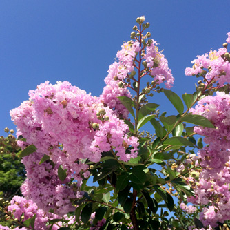 Beautiful pale pink crepe myrtle flowers