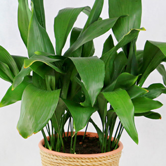 Cast iron plant or aspidistra