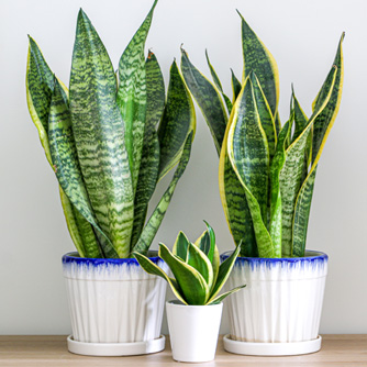 Collection of snake plants