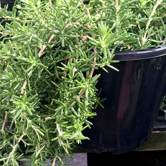 Trailing or prostrate rosemary spilling over it's pot