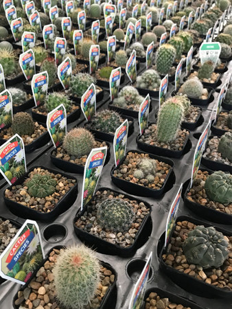 One or two cacti were also available to buy 🙂