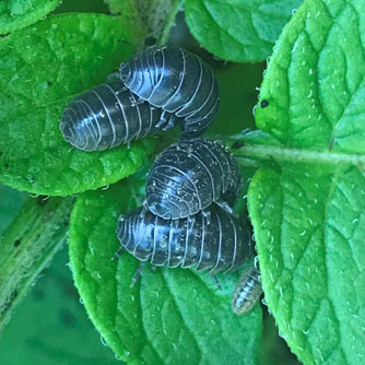 Slaters congregating on a young plant