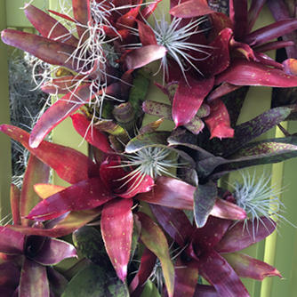 Bromeliads look great growing vertically on walls