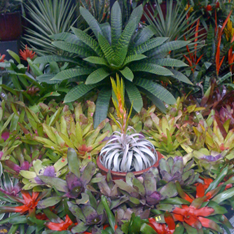 Colourful display of different bromeliad types