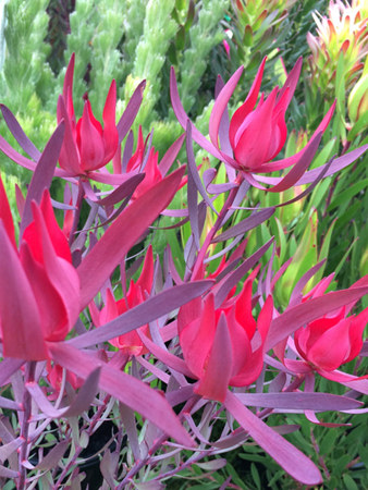 Leucadendron Red Devil was impossible to miss with those red flowers!