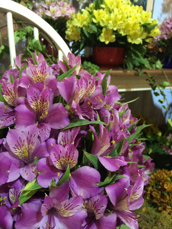 Alstroemeria or Peruvian lillies display was stunning
