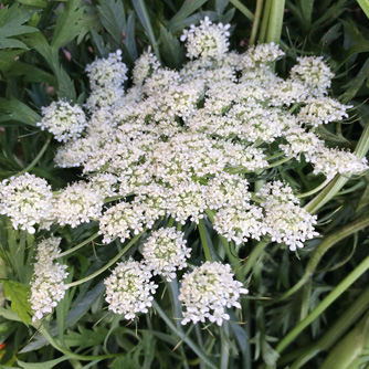 If let to go to seed carrot flowers will attract many beneficial insects