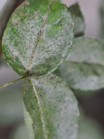 Rose leaves with mite damage